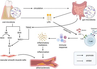 The interaction between oral microbiota and gut microbiota in atherosclerosis